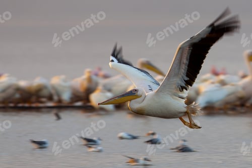 Preview: Pelican In Flight At Lake Nakuru, Kenya