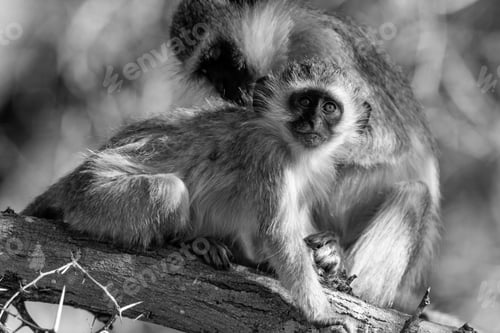 Preview: Vervet Monkeys (Chlorocebus Pygerythrus) In Kruger National Park, South Africa