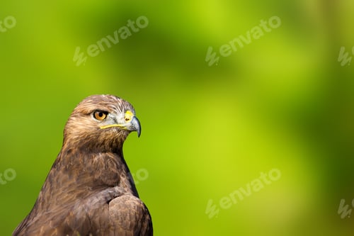 Preview: Bird Portait. Bird Of Prey. Green Natural Background.. Isolated Bird.