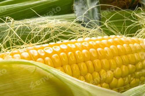 Preview: Fresh Corn On Cobs On Black Background, Closeup