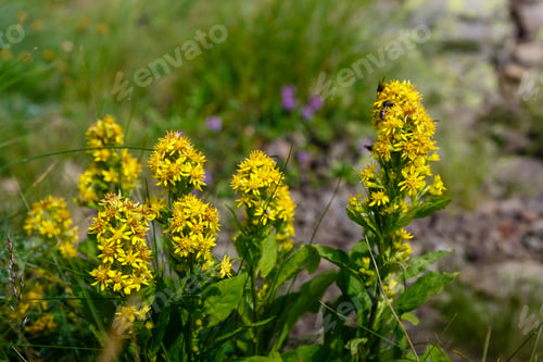 Preview: Ligularia Subsagittata Is Blooming In Alpine Meadows In The Mountains