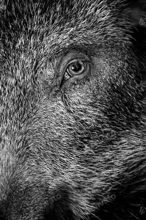 Preview: Wild Boar Forest Background Boar,Sus Scrofa
