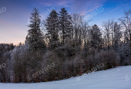 Preview: Beautiful Nature Background Of Forest In Hoarfrost On Snowy Hillside