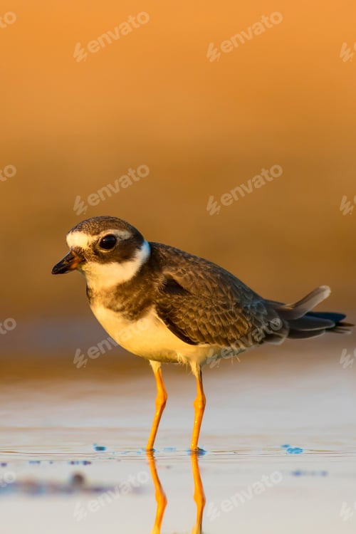 Preview: Cute Little Water Bird. Nature Background. Bird: Common Ringed Plover. Charadrius Hiaticula