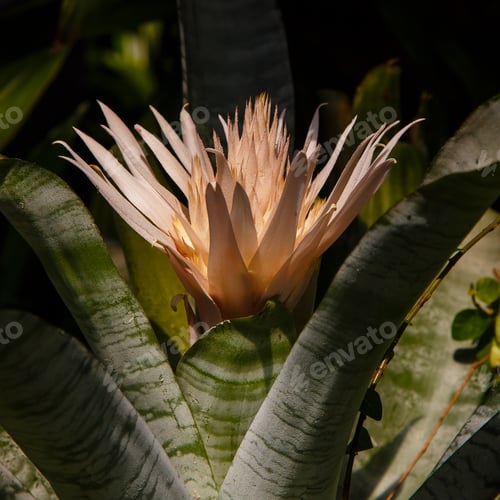 Preview: Flower Of Bromelia (Family: Bromeliaceae, Subfamily: Bromelioideae) Closeup Blooming Flower Plant
