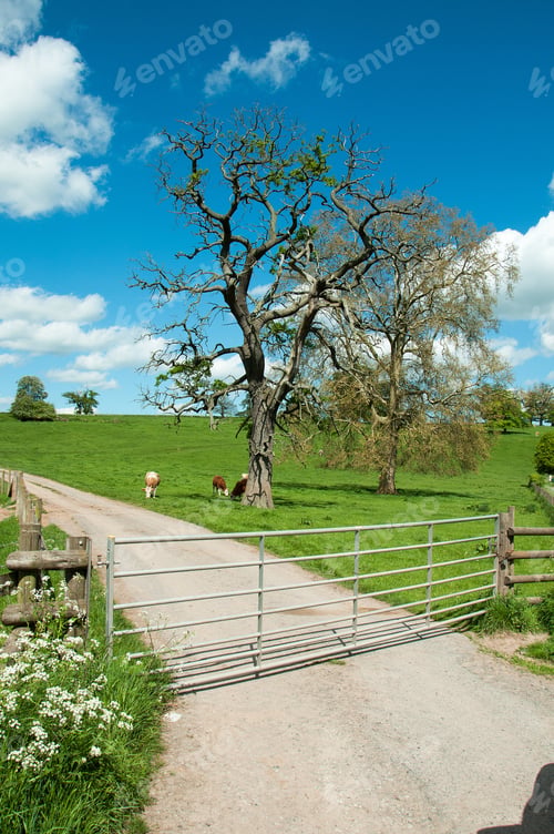 Preview: Cattle Ranch In The English Countryside.