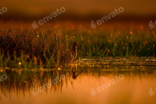 Preview: Sunset Nature And Bird. Nature Background. Bird: Common Snipe. Gallinago Gallinago.