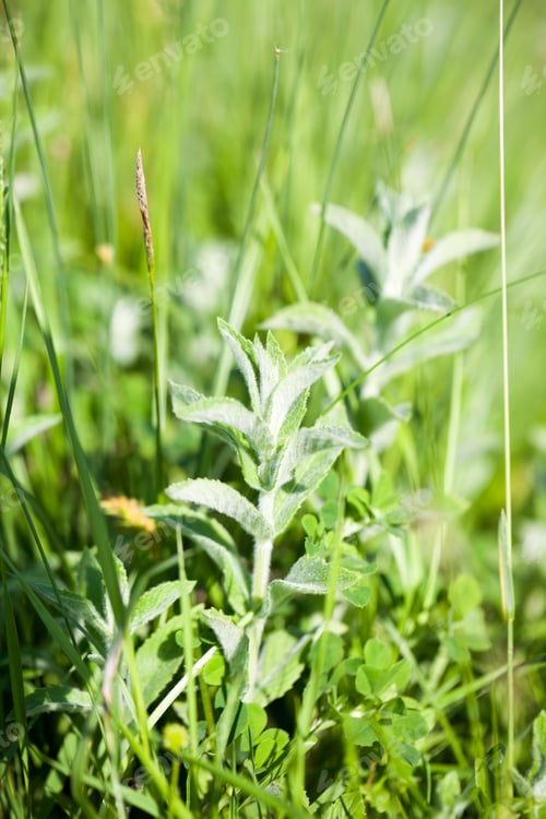 Preview: Mentha Pulegium (Wild Mint) Plant On The Field