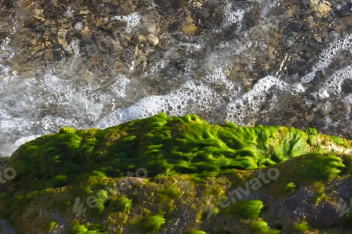 Preview: Rocky Sea Shore With With Seaweed, Transparent Waves With Foam, On A Warm Summer Day