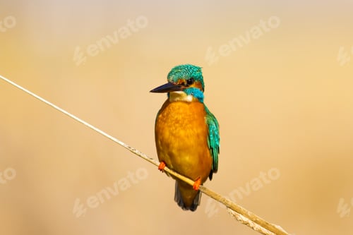 Preview: Cute Colorful Bird Kingfisher. Yellow Nature Background. Common Kingfisher / Alcedo Atthis