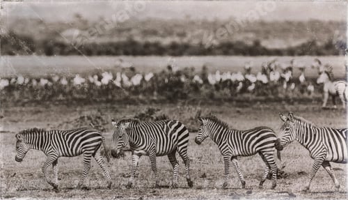 Preview: Zebras In The Lake Manyara National Park, Tanzania