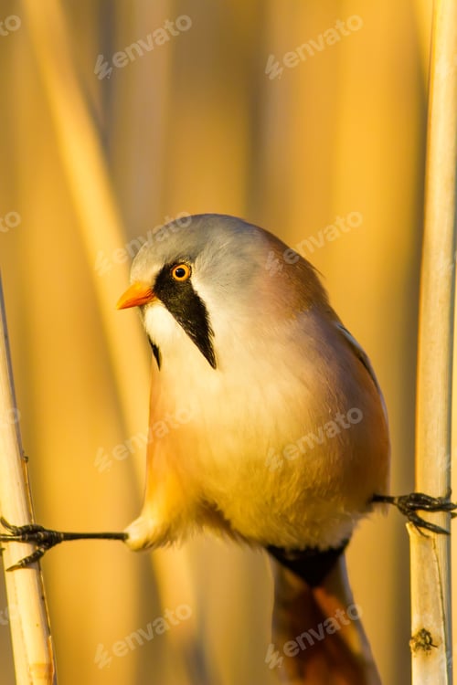 Preview: Bearded Funny Bird. Yellow Reeds Background.