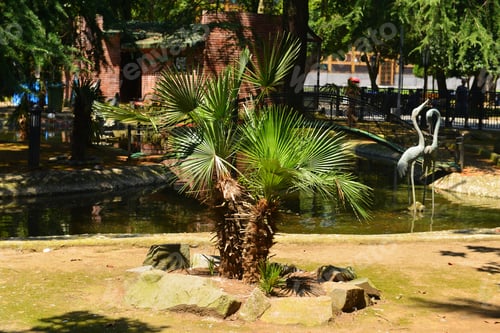 Visualização: Sabal Palmetto (Cabbage Palmetto) In The Park