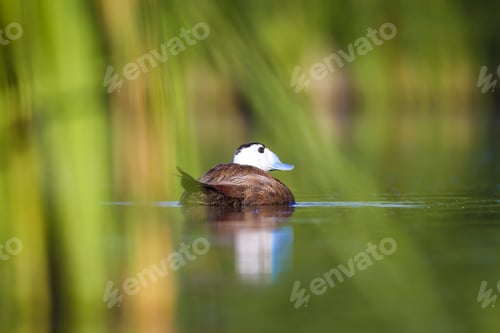 Preview: Swimming Cute Duck. Colorful Nature Background. Bird: White Headed Duck. Oxyura Leucocephala.