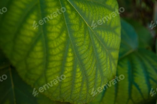 Preview: Green Kiwi Leaves On The Vine, Close Up