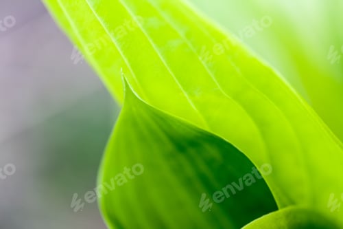 Preview: Green, Abstract Composition With Leaf Texture And Soft Focus