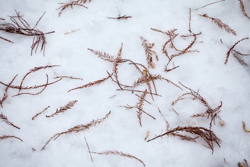 Preview: Winter Texture In The Park With Ice, Snow And Leaves