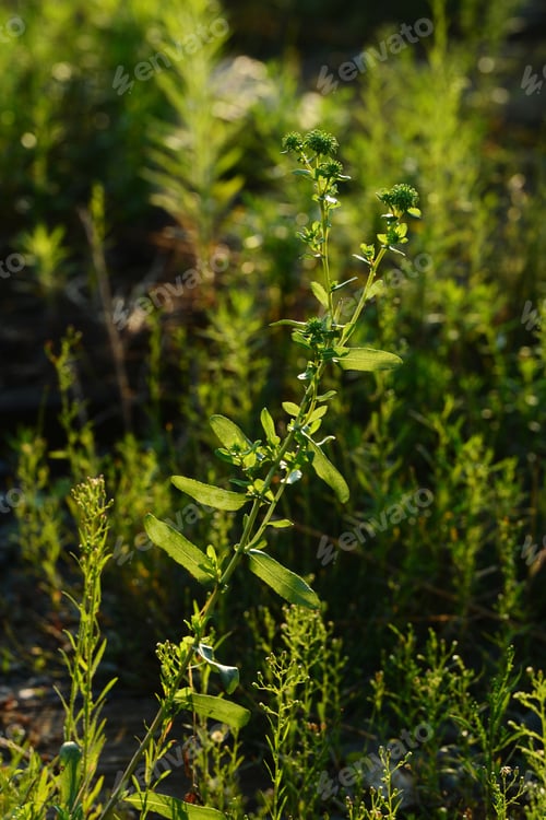 Preview: Grindelia Squarrosa (Curly-Cup Gumweed) In Natural Habitat