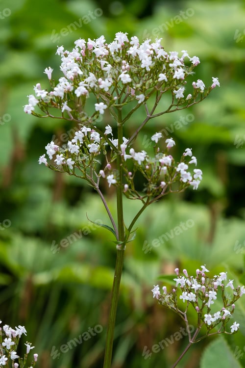 Preview: Valeriana Officinalis In Garden. Flowers Of Valeriana Officinalis. Cultivation Of Medicinal Plants