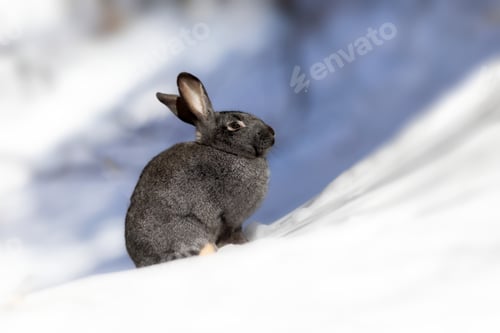 Preview: Rabbit. Winter Forest Nature Background.