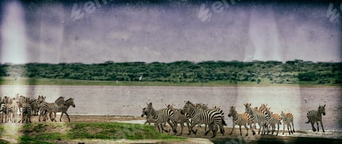 Preview: Vintage Style Image Of A Group Of Zebras At Lake Ndutu In The Serengeti National Park, Tanzania