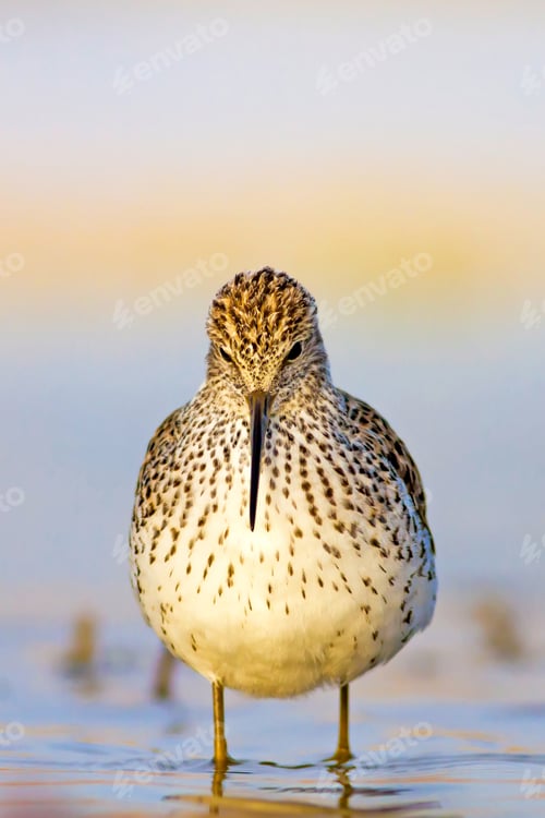 Preview: Cute Bird Sandpiper. Colorful Nature Background Marsh Sandpiper / Tringa Stagnatilis
