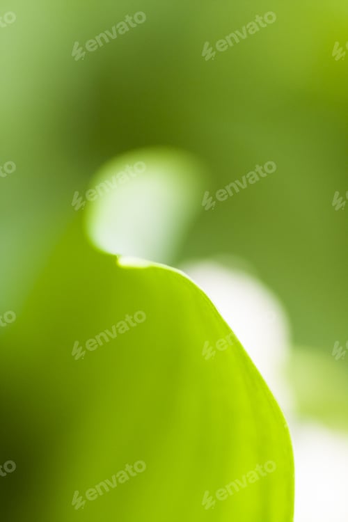 Preview: Green Abstract With Leaf Texture