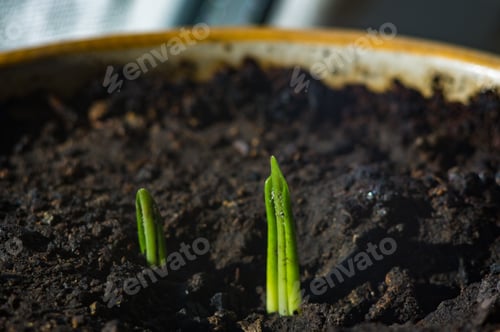Preview: Growing Little Green Sprouts Of Young Plants In Sunlight