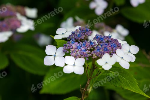 Preview: Hortensia (Lat. Gydrangea Serrata) Full Blossom In The Summer Garden. Decorative Flowering Shrubs