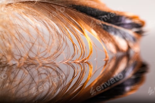 Preview: Abstract Composition With Rooster Feather
