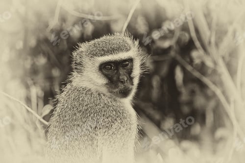 Preview: Vervet Monkey (Chlorocebus Pygerythrus) In The Etosha National Park, Namibia