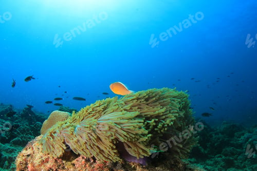 Preview: Anemone Clownfish Underwater Coral Reef