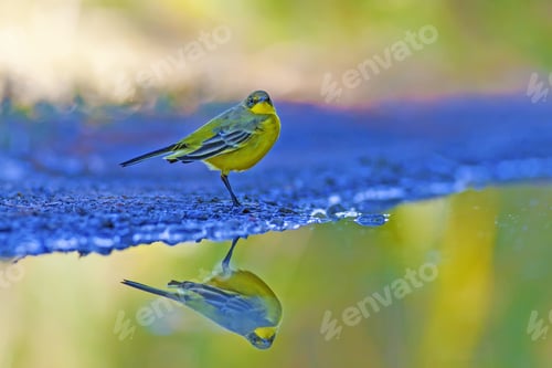 Preview: Common Cute Little Bird. Colorful Nature Background. Bird: Western Yellow Wagtail.