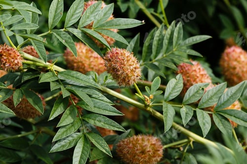 Preview: The Ripening Seeds Of Glycyrrhiza Echinata L., The Liquorice Plant. Medicinal Plant In Nature.