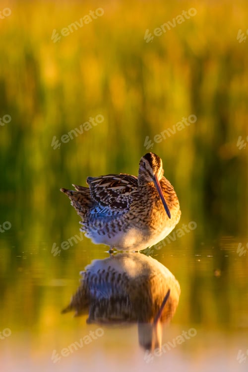 Preview: Sunset And Bird. Nature Background. Bird: Common Snipe. Gallinago Gallinago.