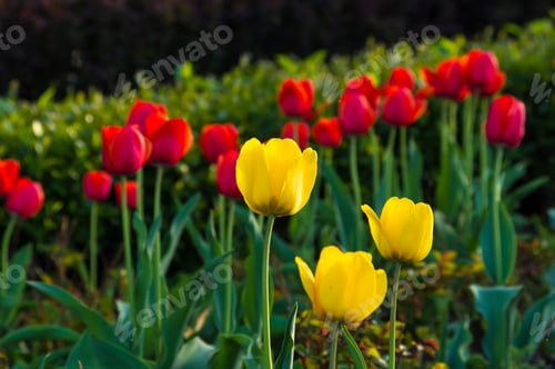 Preview: Colorful Tulips In Early Spring In The Garden