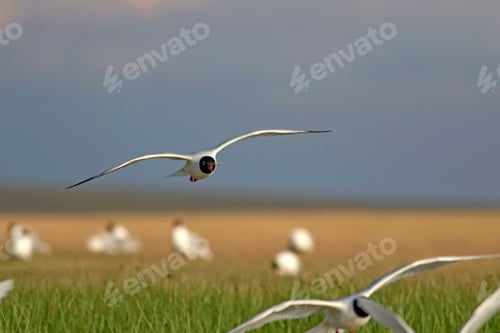 Preview: Flying Gull. Blue Green Nature Background. Bird: Mediterranean Gull. Ichthyaetus Melanocephalus.