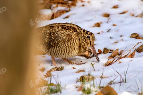 Preview: Camouflage Bird Woodcock. Brown Dry Leaves And Snow. Bird: Eurasian Woodcock. Scolopax Rusticola.