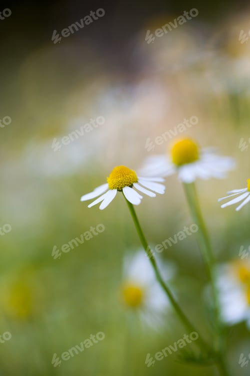 Preview: Wild Camomile (Matricaria Chamomilla) In The Field With Natural Background