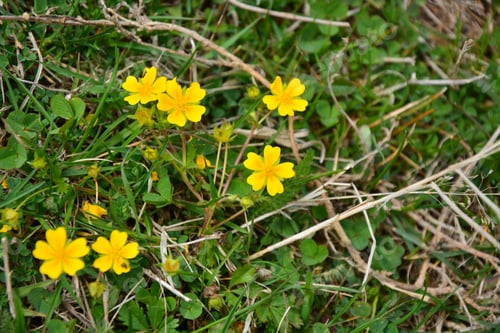 Preview: European Cinquefoil (Potentilla Reptans)