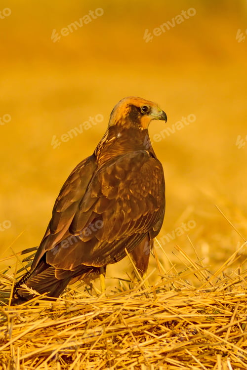 Preview: Wild Bird. Yellow Nature Background. Bird: Western Marsh Harrier. Circus Aeruginosus.