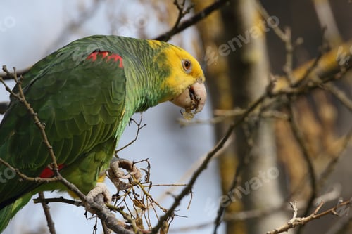 Preview: Yellow-Headed Amazon (Amazona Oratrix), Rosenstein Park, Stuttgart, Baden-Wuerttemberg