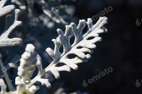 Preview: Silver Dust Cineraria Maritima In The Garden, Close Up.