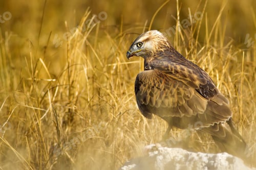 Preview: Bird Of Prey. Buzzard And Its Hunt Least Weasel. Yellow Nature Habitat Background. Bird: Long