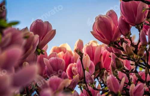 Preview: Magnolia Flowers Close Up With Shallow Depth Of Field On A Blur Background