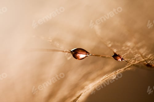 Preview: Macro, Abstract Composition With Colorful Water Drops On Dandelion Seeds