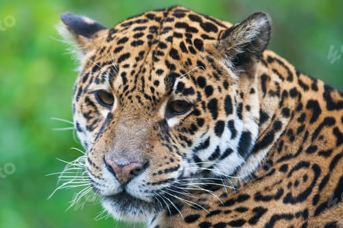 Vorschau: Wunderschöner Jaguar (Lat. Panthera
(Onca)
