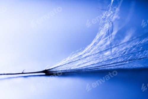 Preview: Macro, Abstract Composition With Colorful Water Drops On Dandelion Seeds
