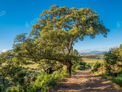 Preview: Cork Oak In The Andalusian Coutryside, "Galganta Del Capitan", Algeciras,