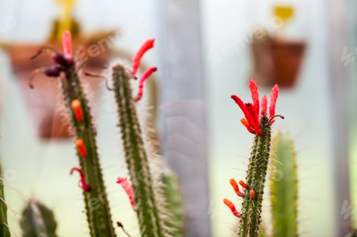 Preview: Cactuses In Balchik Botanical Garden